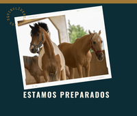 Coaching con caballos